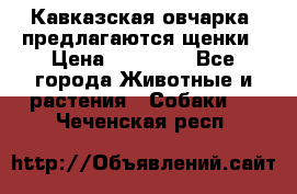 Кавказская овчарка -предлагаются щенки › Цена ­ 20 000 - Все города Животные и растения » Собаки   . Чеченская респ.